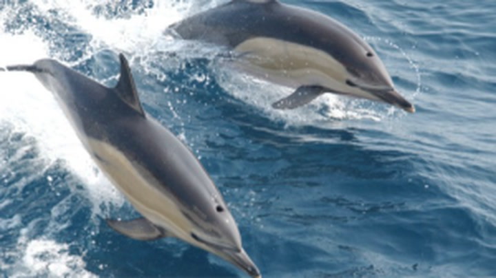 Rare dolphin ‘stampede’ takes place off California coast