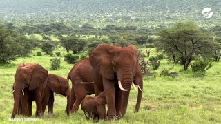Nacieron elefantes gemelos en Kenia