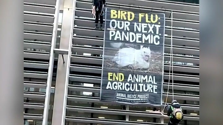 Protesters scale Defra building in protest of avian flu policies