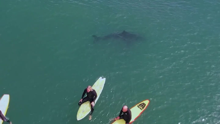Great white sharks swim metres away from surfers at packed California beach