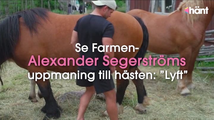 Se Farmen-Alexander Segerströms uppmaning till hästen: ”Lyft”