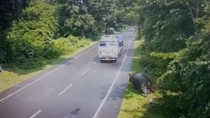 Shocking footage shows a rhino being hit by a moving lorry