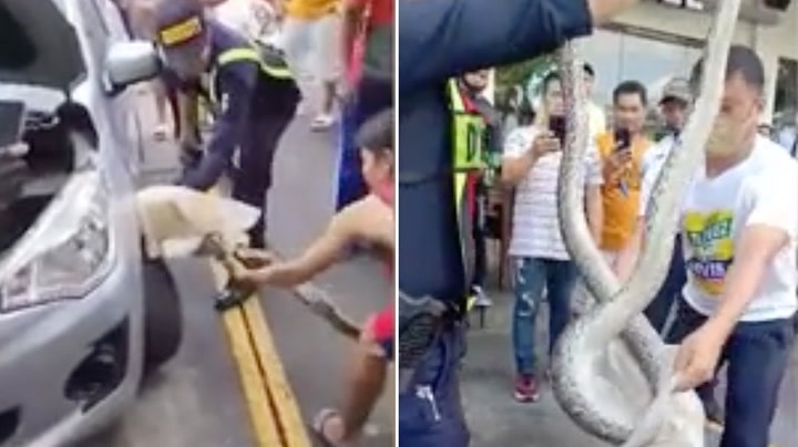 Traffic officers pull out reticulated python hiding under car in the Philippines