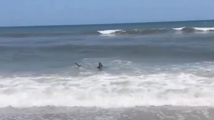 Sharks spotted in knee-deep water at Florida beach