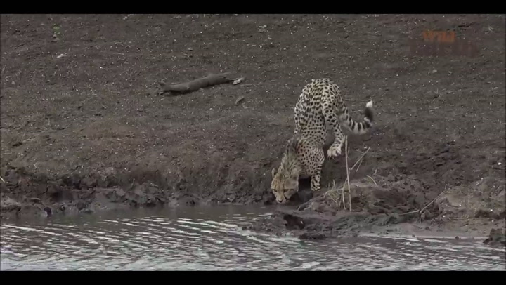 Un guepardo intenta saciar su sed y cae en las fauces de un cocodrilo - Fuente: Wild Earth