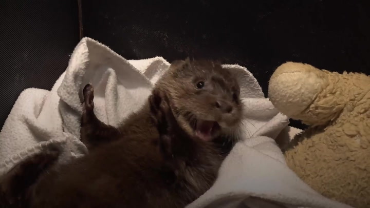 Orphaned otter recovering after Christmas rescue
