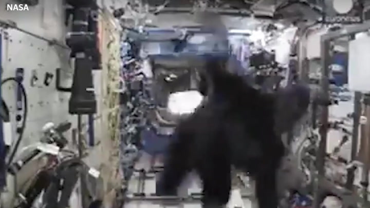 Astronaut sneaks gorilla suit onto ISS and terrifies Nasa coworkers on camera