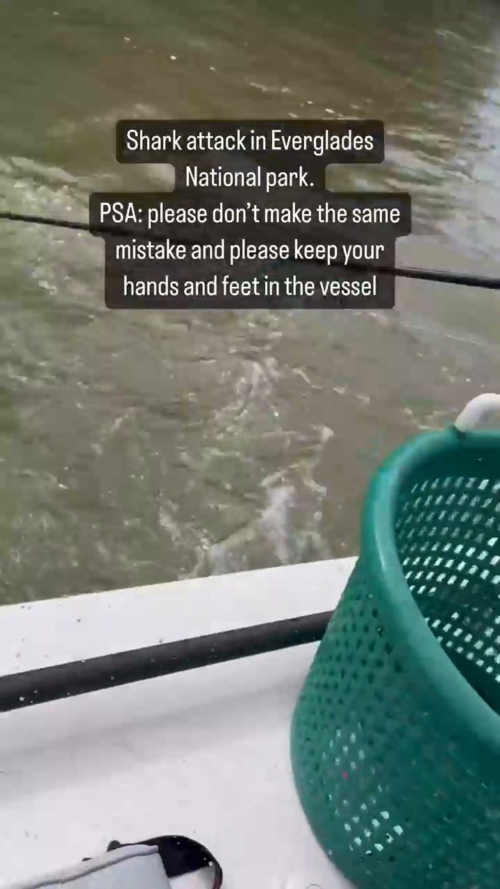 Así fue el momento en el que un tiburón mordió a un hombre en Florida