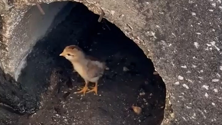 Chick rescued from storm drain and reunited with mother hen.mp4