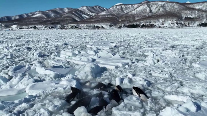 Killer whales struggle as ice traps them off Japan coast