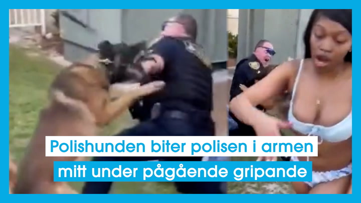 Polishunden biter polisen i armen mitt under pågående gripande
