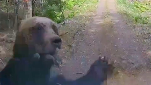 Video: Her angriper bjørnen