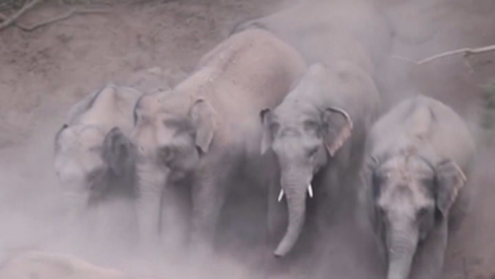 China wild elephants continue to cause chaos