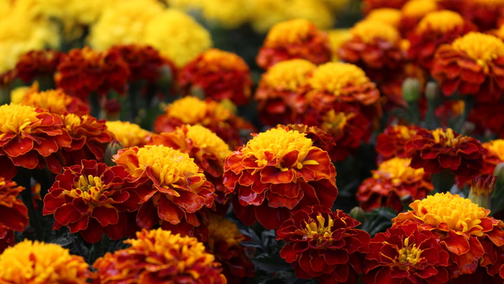 How to Plant, Grow, and Care for Marigolds