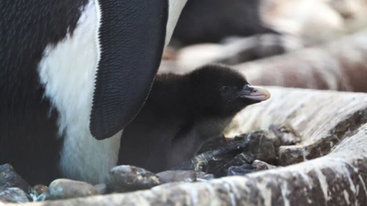 Edinburgh Zoo welcomes first penguin chick of 2023