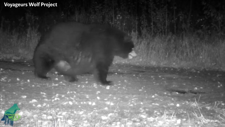 Minnesota's 'fattest bear' spotted in National Park