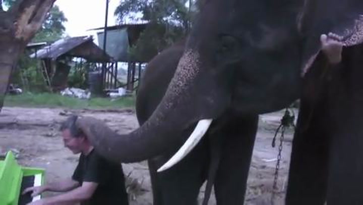 ELEPHANT plays the piano with its trunk during musical duet - Online