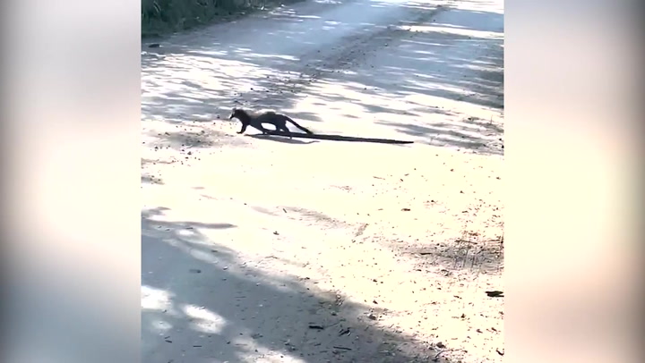 Tiny mink catches snake and drags it across road in Everglades
