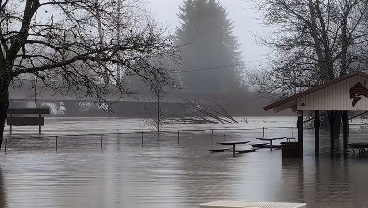 Heavy flooding sends fallen tree floating through Washington park