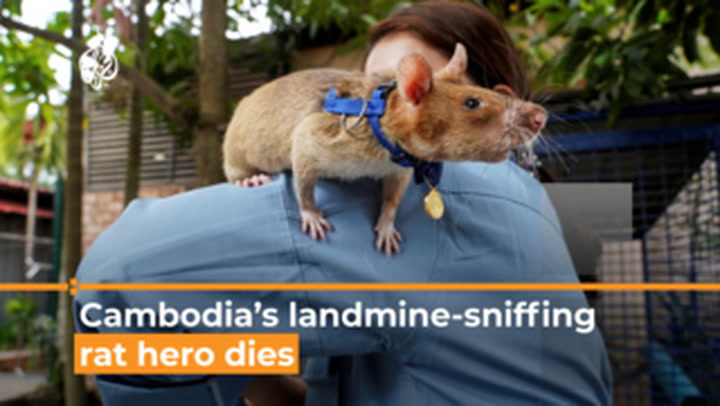 Cambodia's landmine-sniffing 'hero' rat dies aged eight