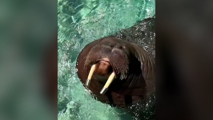 Walrus whistles as he plays in water at aquarium