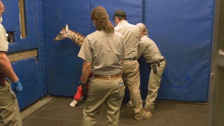 Una segunda oportunidad de vida para una cría de Jirafa en el Zoo de San Diego