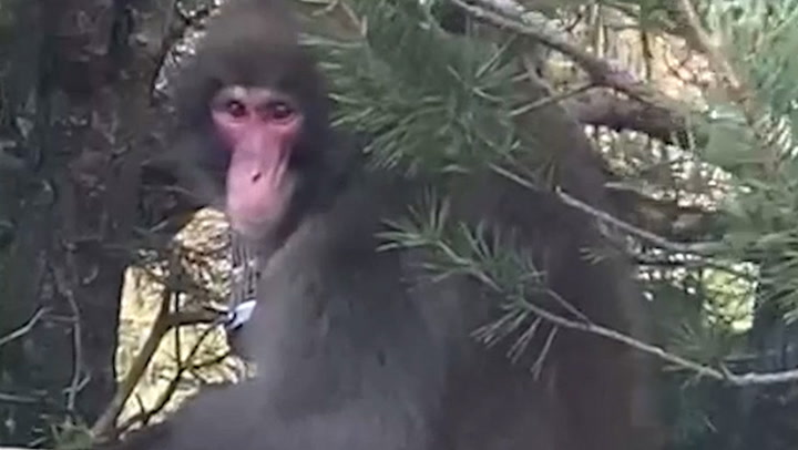 Escaped monkey filmed for second time in Scottish town