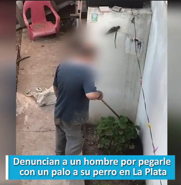 Vecinos de La Plata denunciaron a un hombre por maltrato animal
