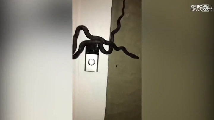 Serpiente ratonera toca el timbre de una casa