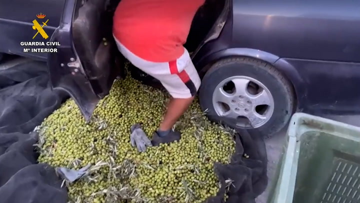 Police seize 74 tonnes of stolen olives in Seville