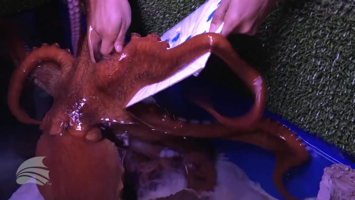 Octopus creates paintings with tentacles