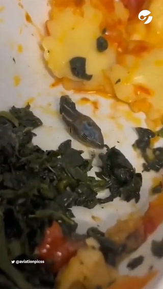 Encontró un reptil en una comida del avión y se hizo viral