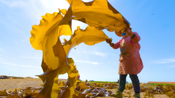How seaweed could replace plastic bags and packaging