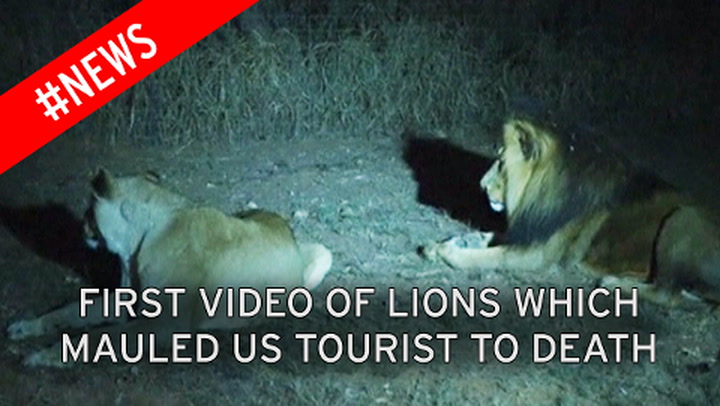 South Africa Lion Park death: Photo of moment Katherine Chappell was  savaged to death - World News - Mirror Online