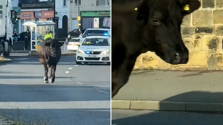 Cow on the loose stops rush hour traffic in Sheffield