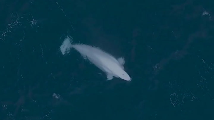 ‘Ghostly’ creature spotted in Scotland waters is a rare Arctic visitor. See video