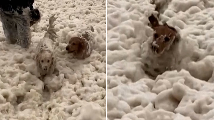 Dogs play in sea foam as Storm Babet hits UK