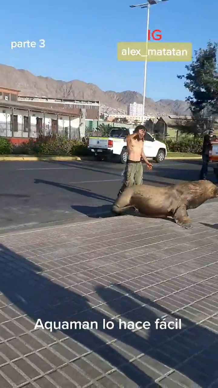 El Aquaman chileno logra domar a un grupo de lobos marinos