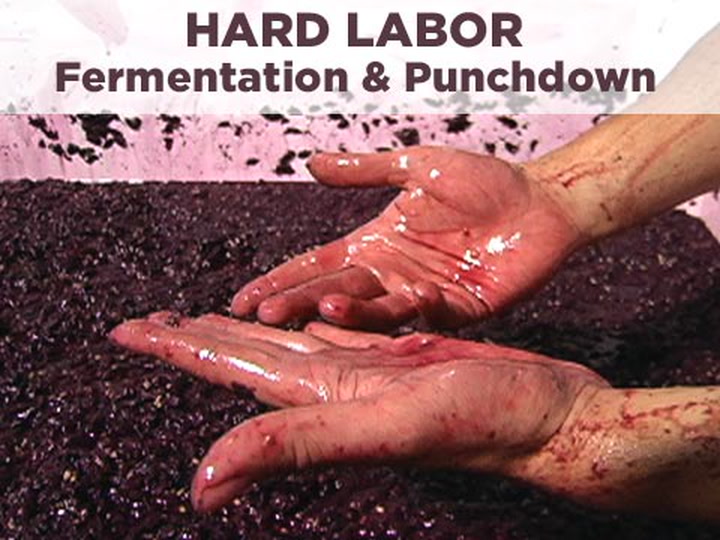 Hard Labor 8: Fermentation & Punchdown