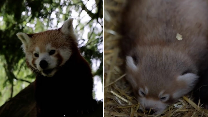 Birth of red panda cub at Flamingo Land 'important' for conservation of species