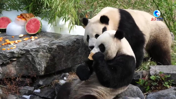 Giant panda twins celebrate birthday at Belgium zoo.mp4