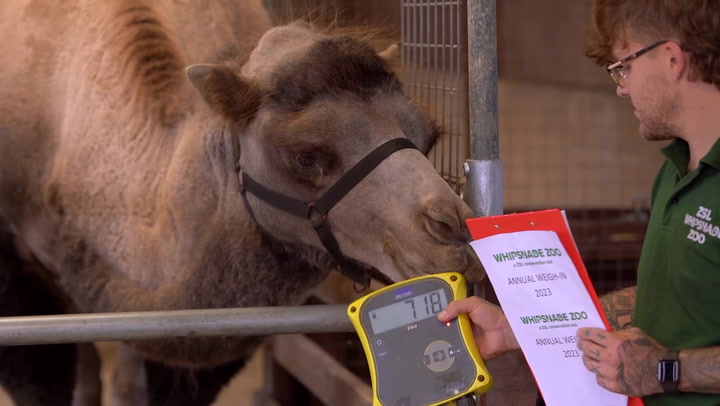 11,000 animals step on scales as annual weigh-in takes place at Whipsnade Zoo