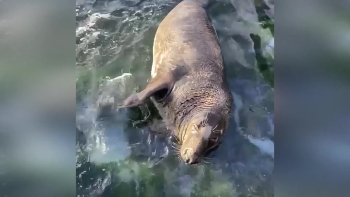 Adorable seals splash around in Cornwall