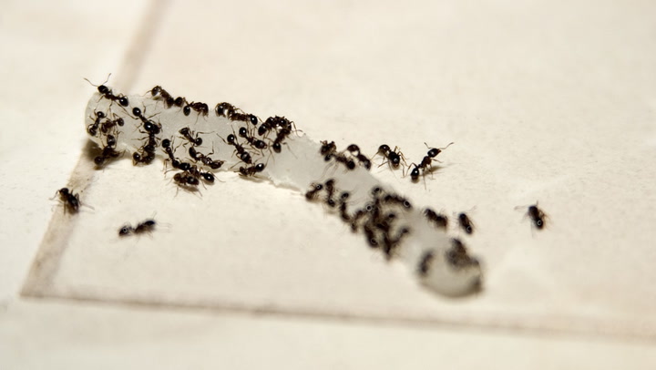 6 Homemade Ant Killer Sprays and Traps