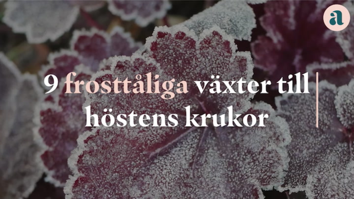 Se även: 9 frosttåliga växter till höstens krukor