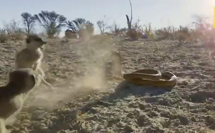 Un grupo de suricatas hace una 'danza de guerra' antes de enfrentarse a una cobra