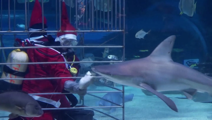 Santa swims with sharks at Budapest aquarium