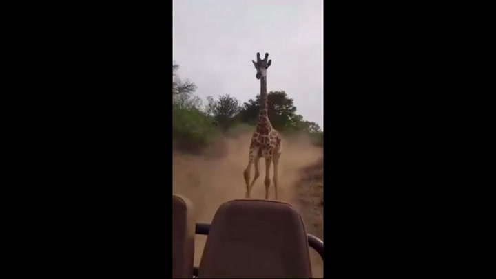 Safari de película: los persiguió una jirafa 'enojada' y quedó todo registrado