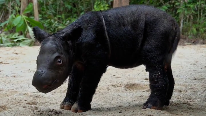 Critically endangered Sumatran rhino born on Indonesian island