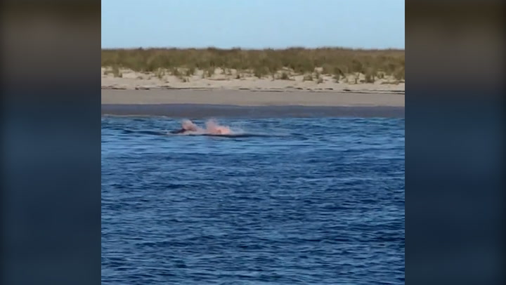 Water turns red as great white shark attacks seal near popular beach